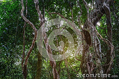 Twisted wild liana messy jungle vines plant with lichen on lush Stock Photo
