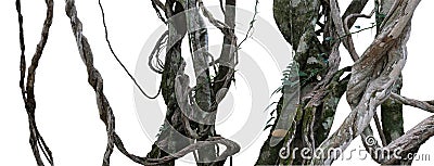 Twisted wild liana messy jungle vines plant with moss, lichen an Stock Photo