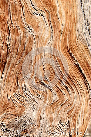 Twisted wood grain Stock Photo