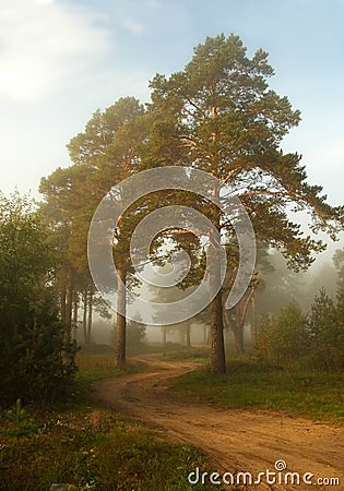 Twisting path in a fog Stock Photo