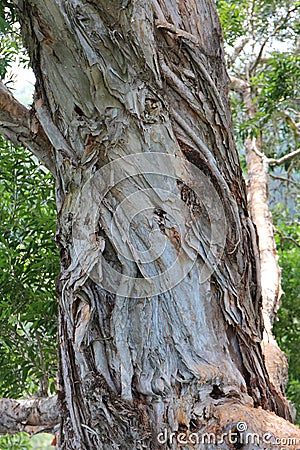 The twisting, peeling, multi colored bark of a Paperbark tree in Hawaii Stock Photo