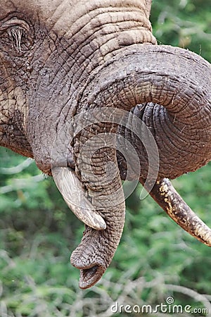 Twisting trunk Stock Photo