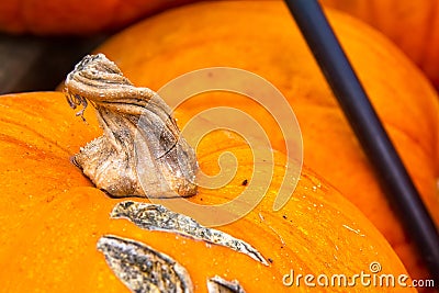 Twisting Winding Pumpkin Stem Orange Closeup Autumn Fall Seasonal Detail Stock Photo