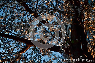 Twisty dark trunk of blooming apple tree with flowers. Spring blossom. Blue sky background. Embossed brown bark in warm light Stock Photo