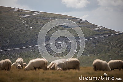 Twisty mountain road with some sheep in the foreground Stock Photo