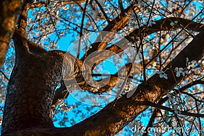 Twisty trunk of blooming apple tree with white flowers. Spring blossom. Blue sky background. Embossed orange brown bark. sun Stock Photo