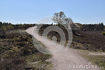 Twisty uphill hiking trail on the Renderklippen, Veluwe, The Netherlands Stock Photo