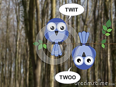 Twit Twoo Stock Photo