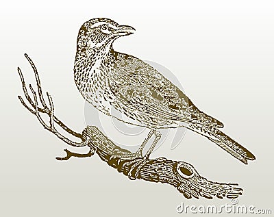 Twittering redwing turdus iliacus sitting on a branch Vector Illustration