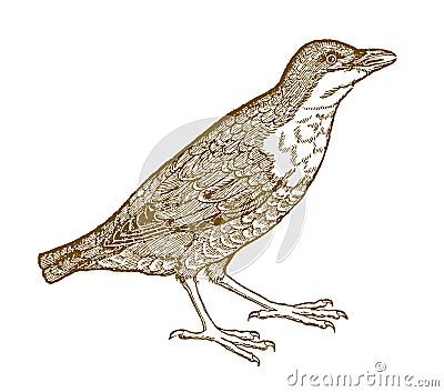 Twittering or singing white-throated dipper cinclus Vector Illustration