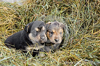 two abandoned puppies sit in a haystack. lonely puppies. puppies looking for a home. tramps Stock Photo