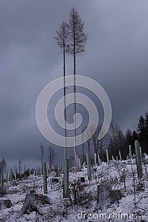 Two trees in storm. Stock Photo