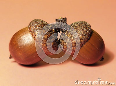 Two acorns Stock Photo