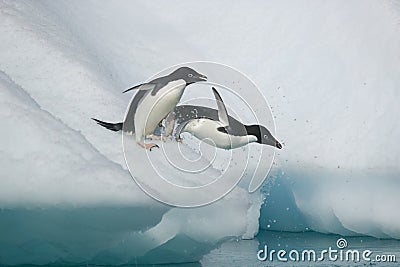 Two Adelie penguins take the plunge into the ocean from an Antarctic iceberg Stock Photo