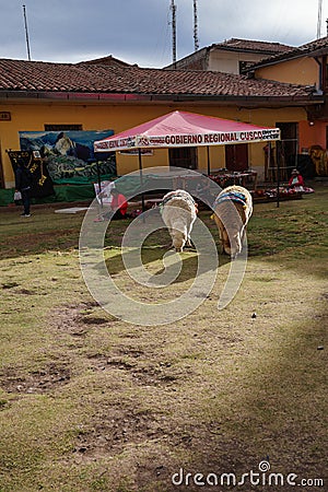 Two adorable alpacas stand the grasslan, and wait for tourists to take photos with them. There are some decorations on their back. Editorial Stock Photo