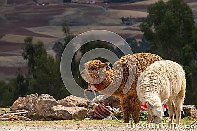 Two adorable alpacas stand the grasslan, and wait for tourists to take photos with them. There are some decorations on their ears. Stock Photo