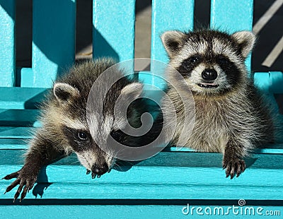 Two adorable baby raccoons sitting on a blue Adirondack chair. Stock Photo