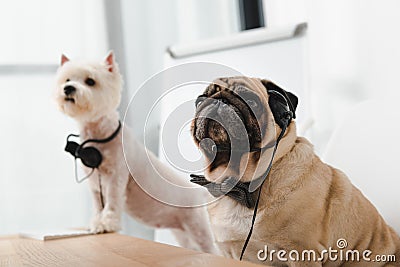 Business dogs with headsets Stock Photo