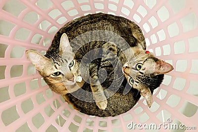 Two adorable Cats lying in basket. Lovely Couple family friends sisters time at Home. kittens cuddle snuggle together. Stock Photo