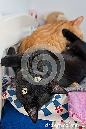 Two adorable cats playing Stock Photo