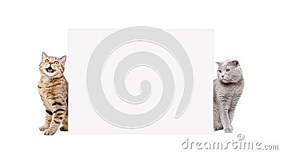 Two adorable cats, sitting behind a banner Stock Photo