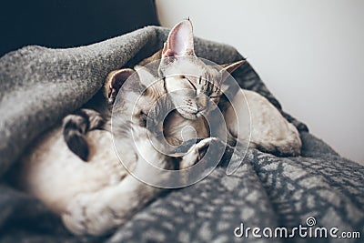 Two adorable and cute Devon Rex cats. Stock Photo