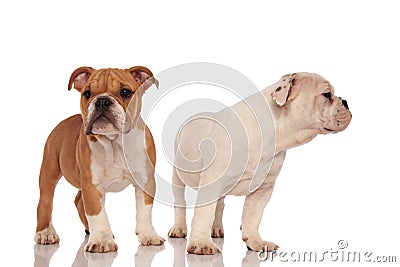 Two adorable english bulldog puppies standing together Stock Photo