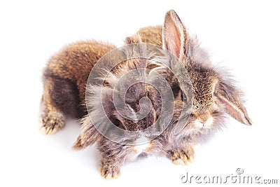 Two adorable lion head rabbit bunnys sitting together Stock Photo