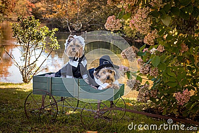 Two adorable little thankful Thanksgiving Pilgrim Dogs in wagon near river Stock Photo