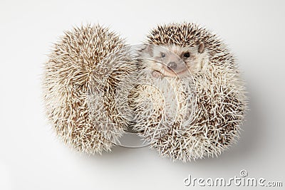 Two adorable white hedgehog lying on belly and back Stock Photo