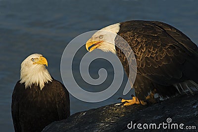 Two adult Bald Eagles Haliaeetus leucocephalus image Stock Photo