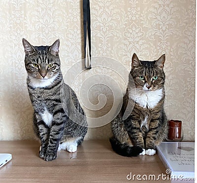 Two adult and beautiful gray cats Stock Photo