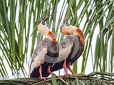 Two Adult Buff Necked Ibis Stock Photo