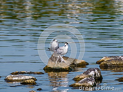 Two adult common terns, Sterna hirundo, in non-breeding plumage Stock Photo