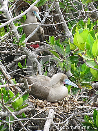Two adult dark morph Red Footed Boobies in the nesting area of trees and shrubs in The Galapogos Islands , Ecuador. Stock Photo
