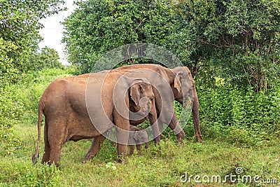 Two adult females of the Ceylon elephant with a newborn baby elephant Stock Photo