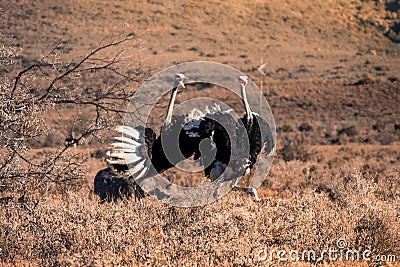 Two adult male ostriches struthio camelus squabbling with each other in the Karoo. Western Cape, South Stock Photo