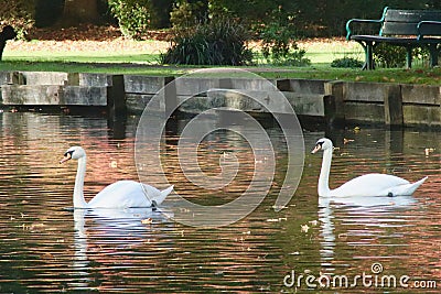 Mute Swans Gliding across a Lake Stock Photo