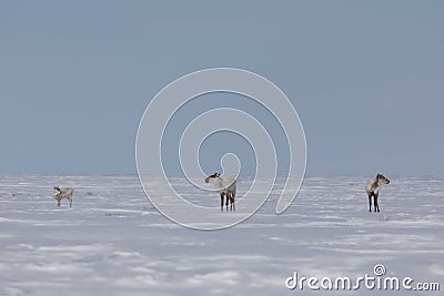 Two adult and one young barren-ground caribou found standing in late spring snow Stock Photo