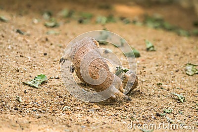 Two adult prairie dogs fighting Stock Photo