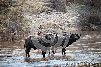 African buffaloes Stock Photo