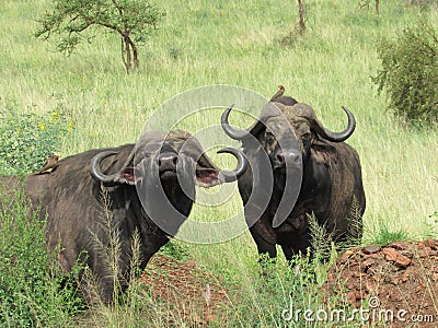 two African buffalos with birds on their backs looking at the camera Stock Photo