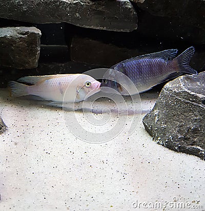Two Aquarium Fish Kissing Stock Photo