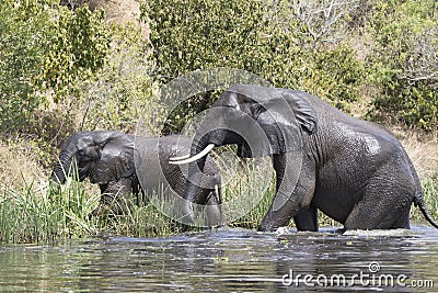 Two African elephants emerge from the water of the Nile to the s Stock Photo