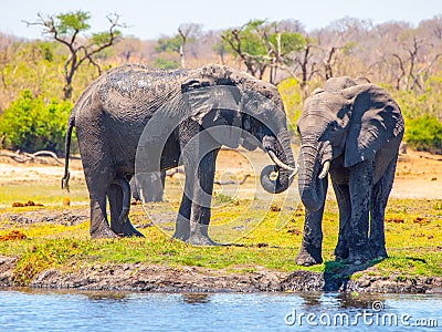 Two african elephants at the water. Chobe Riverfront National Park, Botswana, Africa Stock Photo