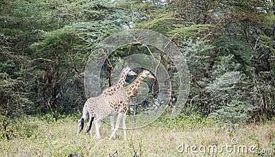 Two African giraffe in the meadows of the savannah Stock Photo