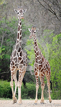 Two African giraffes Stock Photo
