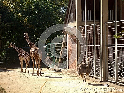 Two African giraffes and two ostriches walk around the enclosure in the zoo near the cages Stock Photo