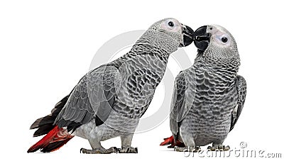 Two African Grey Parrot (3 months old) pecking Stock Photo