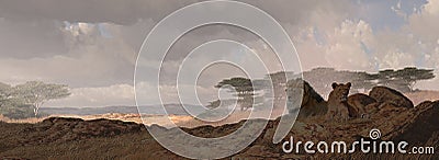 Two African Lions Stock Photo